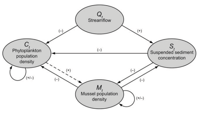 rivermuse model